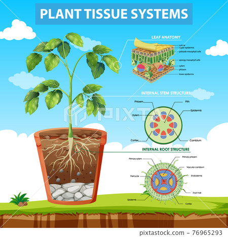 Diagram showing Plant Tissue Systems 76965293