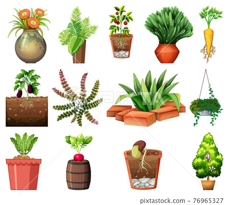 Set of different plants in pots isolated on white background Set of different plants in pots isolated on white background 76965327