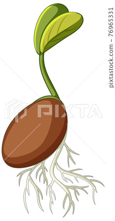 Seed germination cartoon style on white background Seed germination cartoon style on white background 76965331