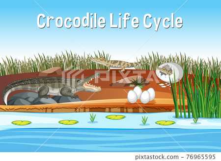 Scene with Crocodile Life Cycle Scene with Crocodile Life Cycle 76965595