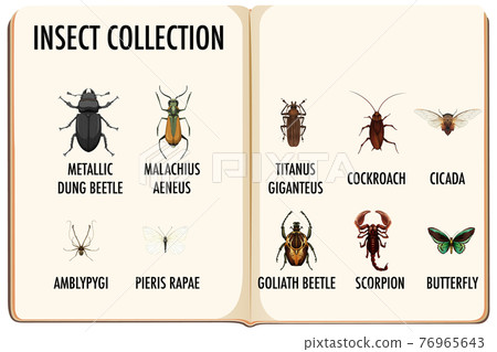Set of insect collection in the book Set of insect collection in the book 76965643