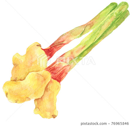 Watercolor_leaf ginger 76965846