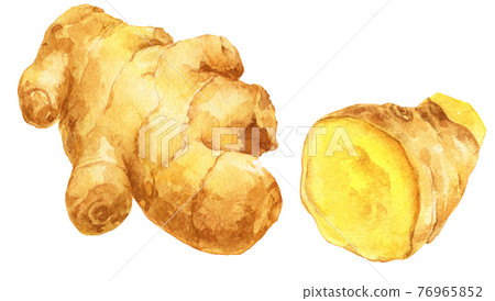 水彩姜_大塊和橫截面 76965852