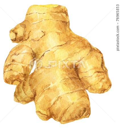 水彩姜_一大塊 水彩姜_一大塊 76965853