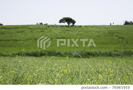 A view of the barley field at Gochang Academy Farm 76965959