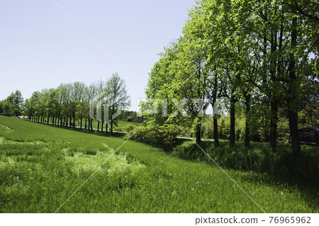 高敞學園農場的青麥田風景 76965962