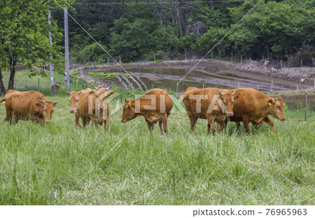 A peaceful scene at a Korean cattle ranch A peaceful scene at a Korean cattle ranch 76965963