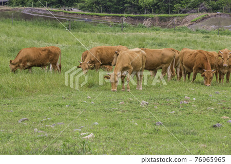 A peaceful scene at a Korean cattle ranch A peaceful scene at a Korean cattle ranch 76965965