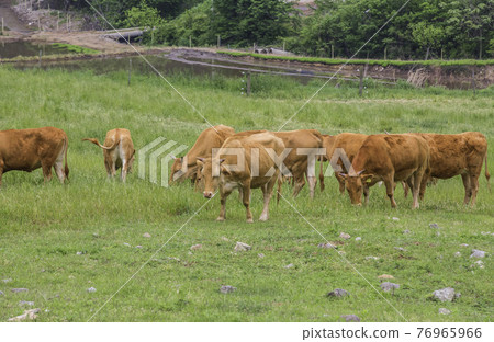 A peaceful scene at a Korean cattle ranch A peaceful scene at a Korean cattle ranch 76965966