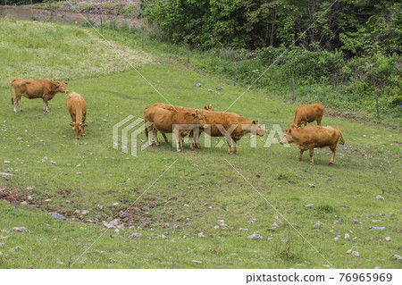 A peaceful scene at a Korean cattle ranch A peaceful scene at a Korean cattle ranch 76965969