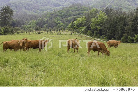 A peaceful scene at a Korean cattle ranch A peaceful scene at a Korean cattle ranch 76965970