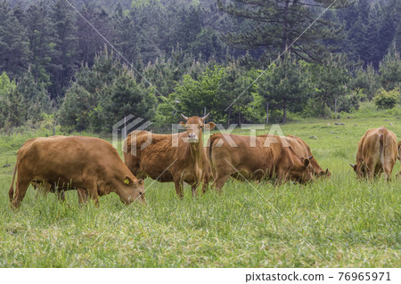 A peaceful scene at a Korean cattle ranch A peaceful scene at a Korean cattle ranch 76965971