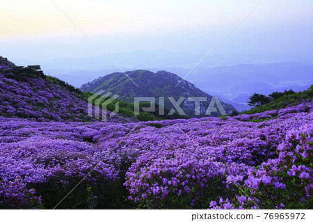 Morning scenery of Hwangmaesan Mountain, a rhododendron colony Morning scenery of Hwangmaesan Mountain, a rhododendron colony 76965972
