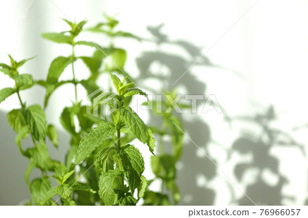 Spearmint and silhouette 76966057