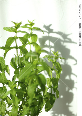 留蘭香和剪影 76966060