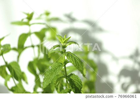 Spearmint and silhouette 76966061