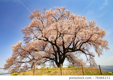 櫻花宛塚，江戶彼岸盛開的櫻花 76966151