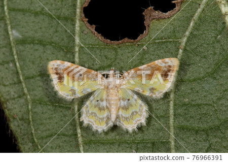 Creatures Insects Maechanami Shak, Southern Shakuga with beautiful pastel colors. At the park on Ishigaki Island 76966391