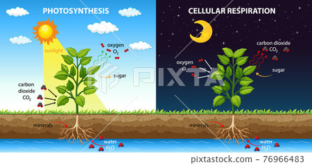 Diagram showing process of photosynthesis and cellular respiration 76966483