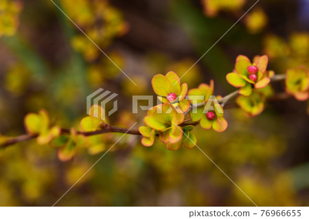 Barberry buds 76966655