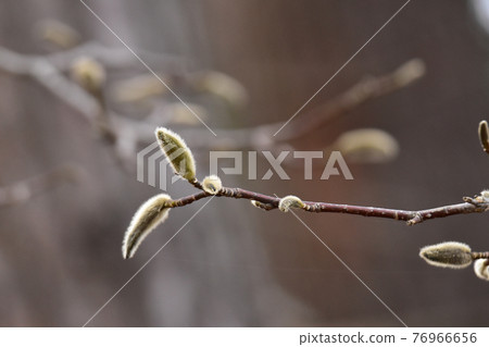 Kobusi buds in early spring 76966656