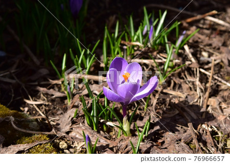 Purple crocus that bloomed only one flower 76966657