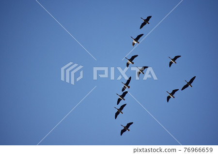 A flock of white-fronted geese passing over the sky and the blue sky 76966659