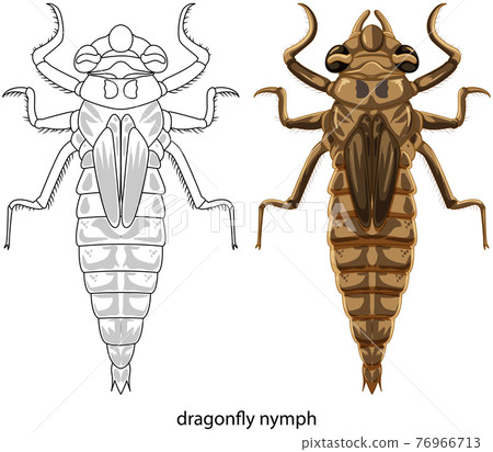 Dragonfly in colour and doodle on white background 76966713