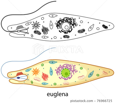 Euglena in colour and doodle on white background 76966725