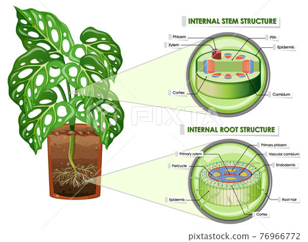 Diagram showing stem and root structure 76966772