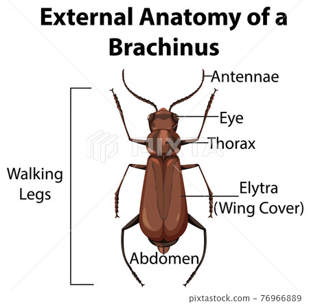 beetle wings anatomy