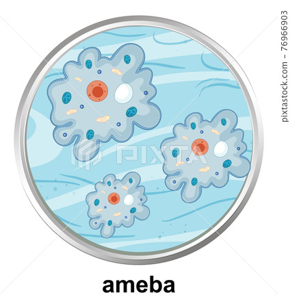 Anatomy structure of Ameba on white background Anatomy structure of Ameba on white background 76966903