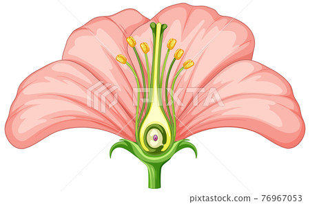 Diagram showing parts of flower 76967053