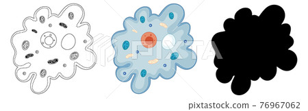 Set of Ameba in silhouette and doodle on white background Set of Ameba in silhouette and doodle on white background 76967062