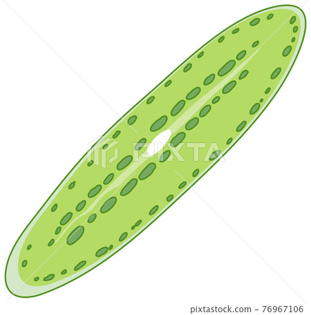 Green Algae isolated on white background Green Algae isolated on white background 76967106