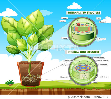 Diagram showing stem and root structure Diagram showing stem and root structure 76967107