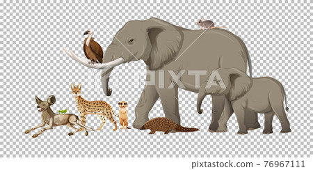 Group of wild african animal on transparent background Group of wild african animal on transparent background 76967111
