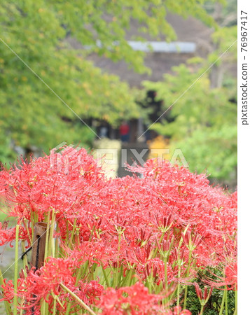 Cluster amaryllis in the precincts that get wet in the rain 76967417