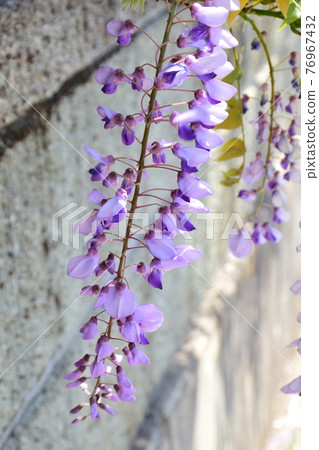 一束紫藤花，一朵美麗的紫藤髮夾，一朵美麗的紫藤花 76967432