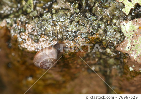 Creature land snail Yaeyama Yamakisago, endemic to Japan. It is a land snail of Yaeyama 76967529