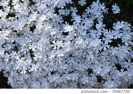 小白花【四月】 小白花【四月】 76967780
