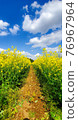 油菜田 76967964