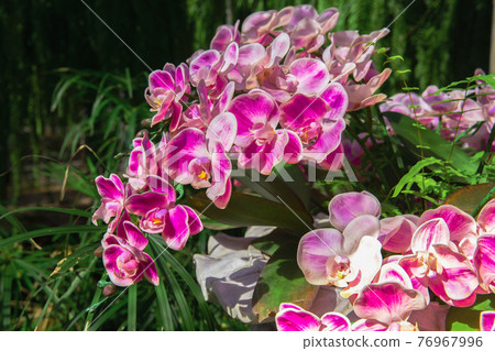 Thailand, Orchid, Outdoors, Flower, Agricultural Field Thailand, Orchid, Outdoors, Flower, Agricultural Field 76967996