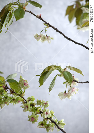 Gyoikou Sakura 76968174