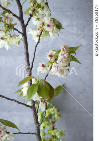 Gyoikou Sakura 76968177