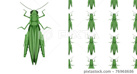 Grasshopper insects isolated on white background and seamless 76968686