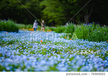 藍色地毯 76969002