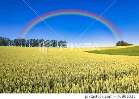 山城美瑛麥田上的彩虹 76969313