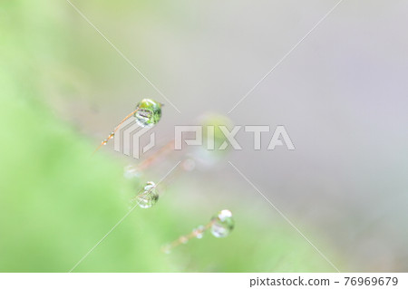 Ecology 76969679