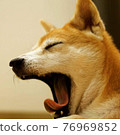 柴犬小狗打哈欠 76969852